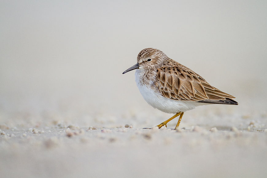 Small Sandpiper Bird Standing on Sandy Beach