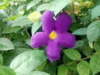 Close-up of vibrant purple Allamanda flower with yellow center