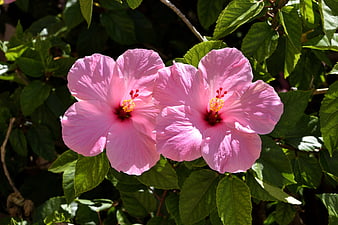 Two Pink Hibiscus Flowers in Sunlight