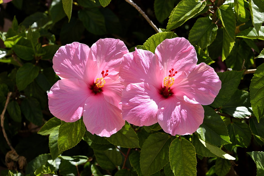 Two Pink Hibiscus Flowers in Sunlight