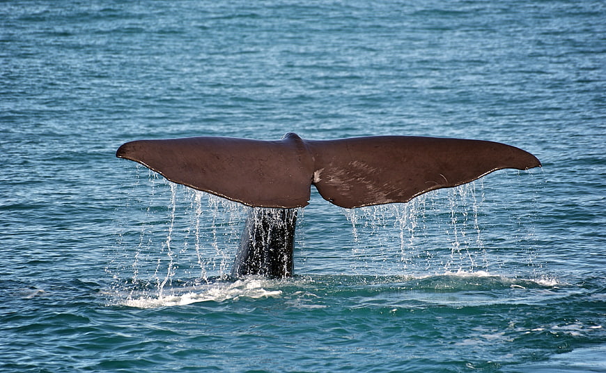 Whale Tail Fluke Diving in Blue Ocean Water