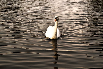 White Swan Swimming in Dark Rippled Water