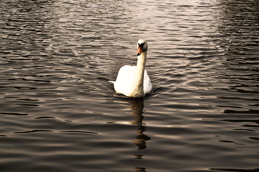 White Swan Swimming in Dark Rippled Water