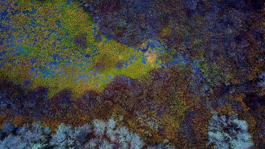Aerial View of Colorful Wetland Vegetation Patterns