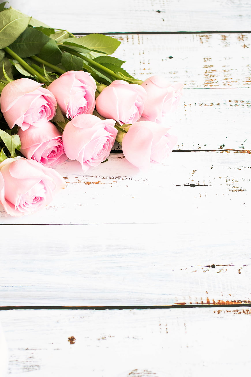 Pink Roses on White Wooden Background with Copyspace