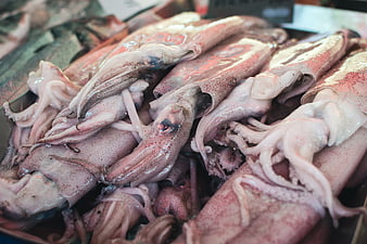 Fresh raw squid pile at a fish market display
