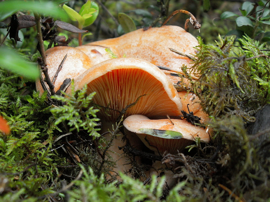 Close-up of orange mushrooms growing in green moss