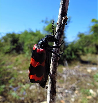 Close-up of a black and red blister beetle on a twig