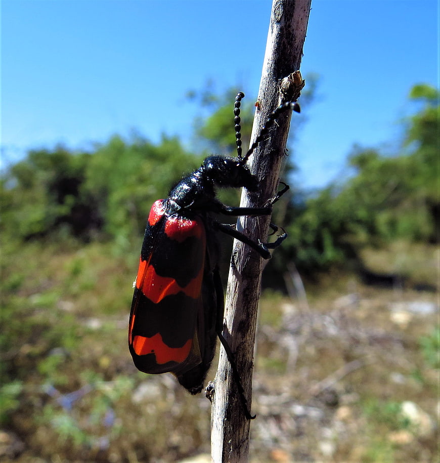 Close-up of a black and red blister beetle on a twig