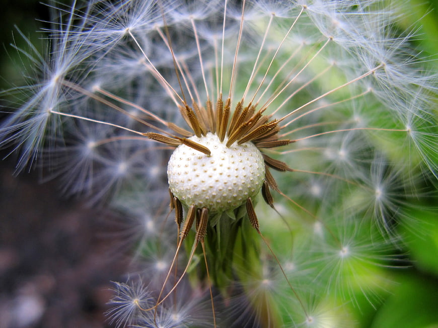 Macro Photography of Dandelion Seed Head