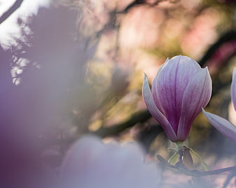 Purple Magnolia Flower Bud in Soft Focus