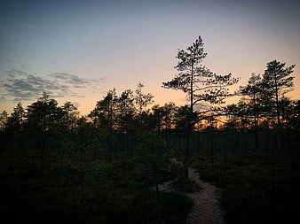 Silhouetted Pine Trees Along Forest Path at Dusk