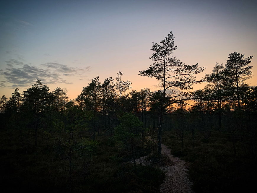 Silhouetted Pine Trees Along Forest Path at Dusk