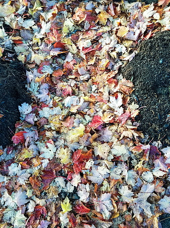 Top View of Colorful Fallen Autumn Maple Leaves on Ground