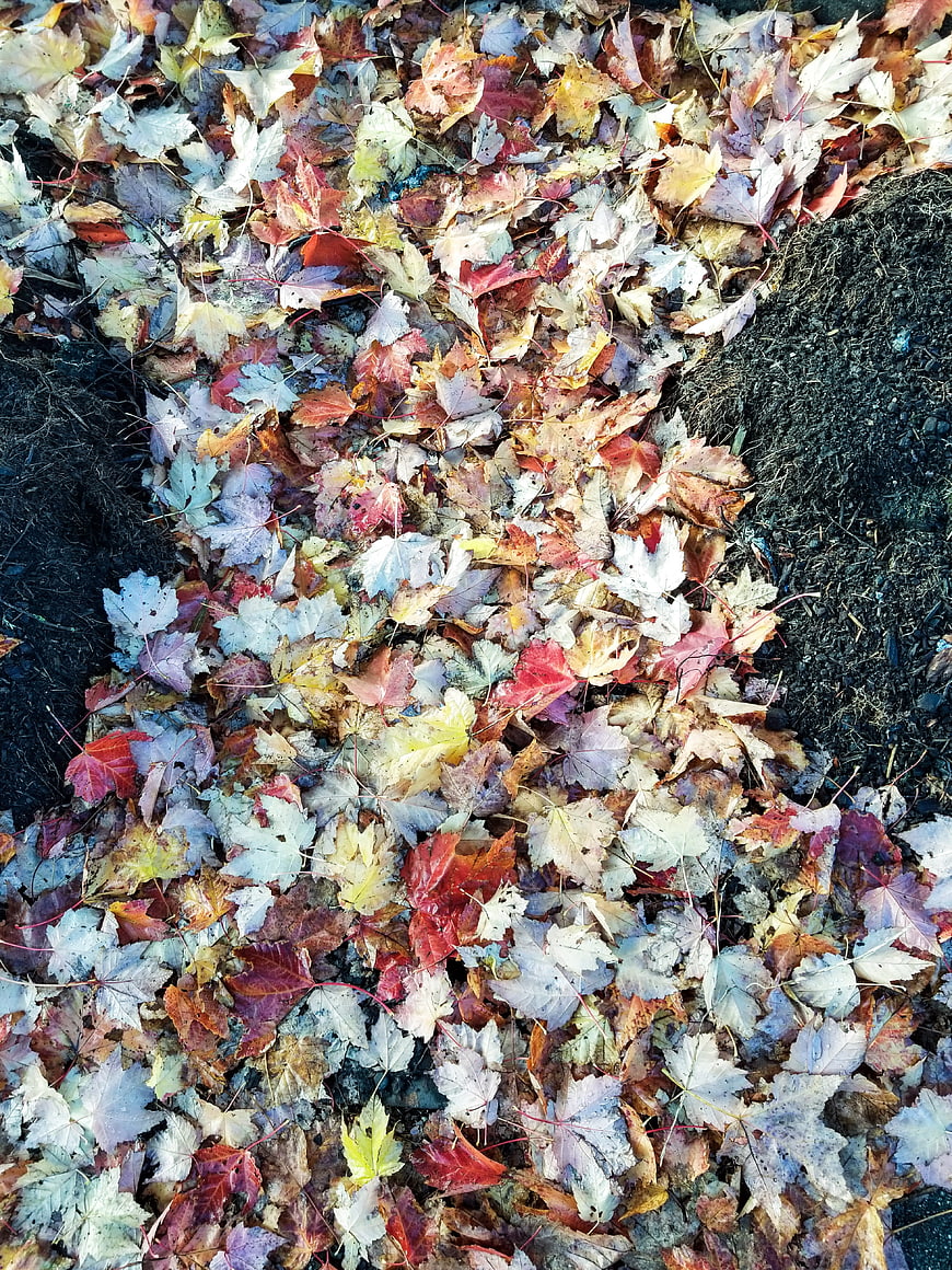Top View of Colorful Fallen Autumn Maple Leaves on Ground