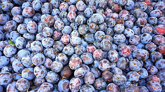 Close-up of Fresh Ripe Blue Plums with Natural Blemishes