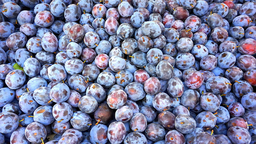 Close-up of Fresh Ripe Blue Plums with Natural Blemishes