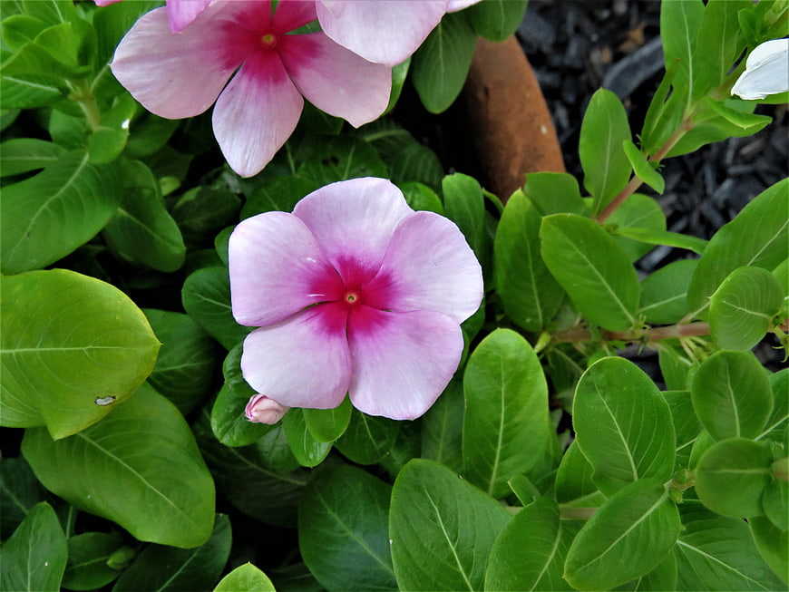 Close-up of pink periwinkle flowers with green leaves