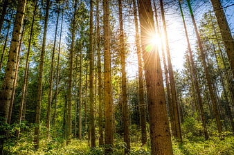 Sunlight streaming through tall pine trees in a forest