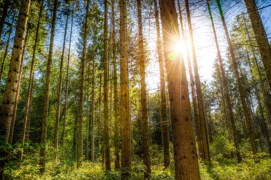 Sunlight streaming through tall pine trees in a forest