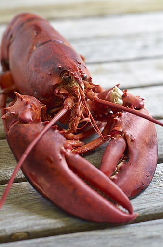 Whole Cooked Red Lobster on Wooden Surface