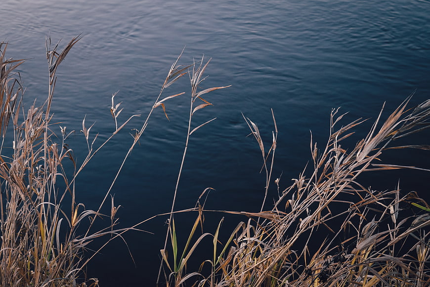 Dried Reeds Against Dark Blue Water Background