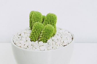 Green Cactus in White Pot with Pebbles