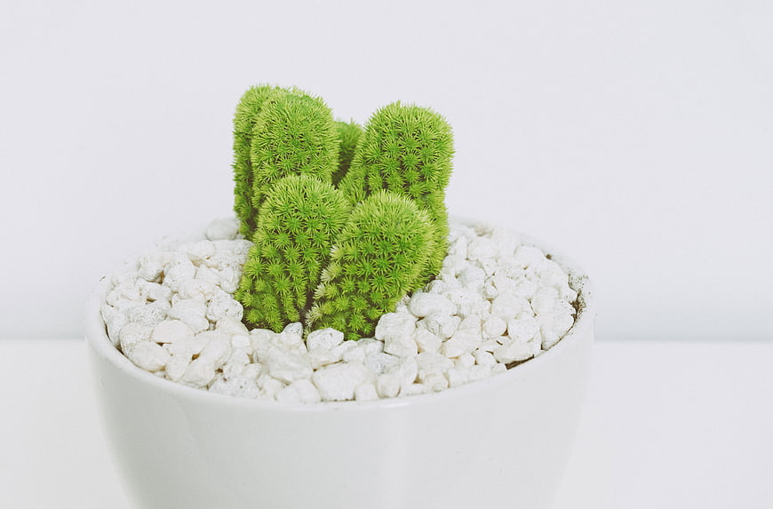 Green Cactus in White Pot with Pebbles