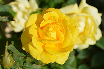 Close-up of a vibrant yellow rose in a garden