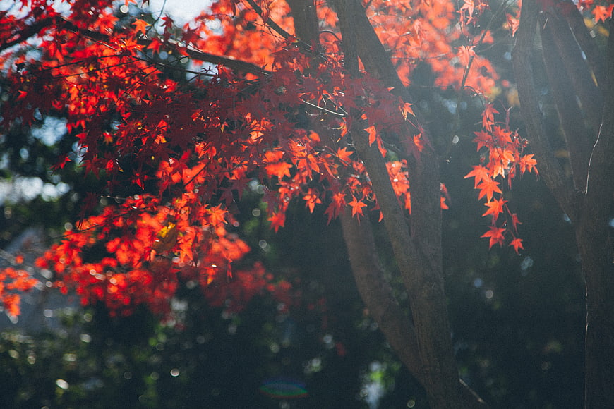 Vibrant Red Autumn Maple Leaves Backlit by Sunlight