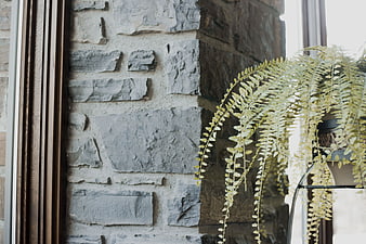 Hanging fern plant against rustic stone wall interior