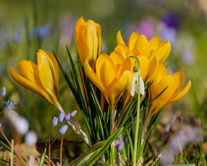 Yellow Crocuses and Snowdrops in Spring Meadow