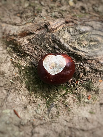 Close-up of a buckeye nut on forest floor