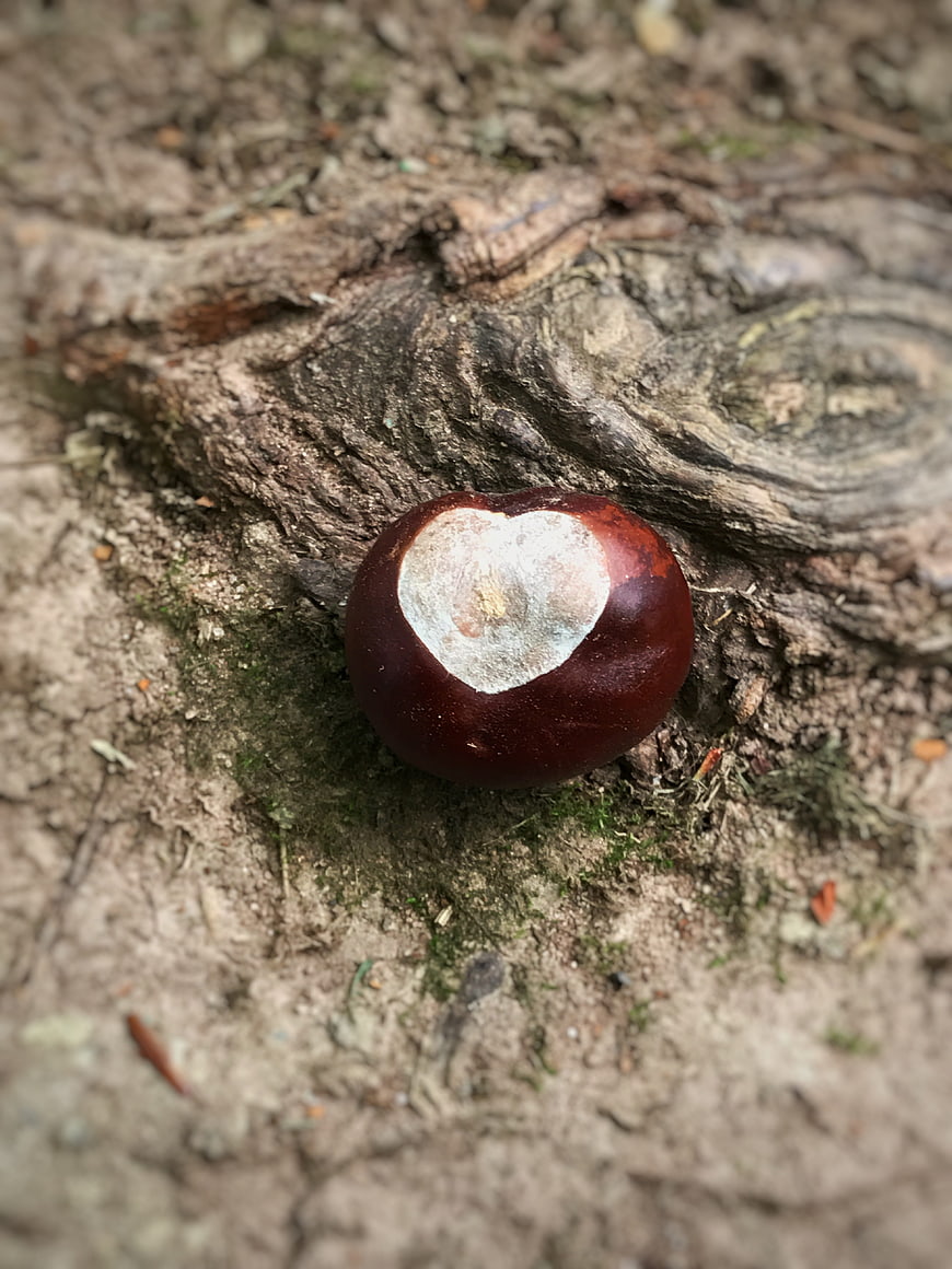 Close-up of a buckeye nut on forest floor