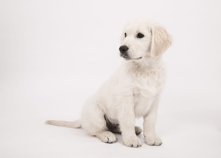 Cute White Golden Retriever Puppy Sitting on White Background