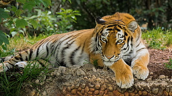 Majestic Tiger Lying On Rocky Ground In Natural Habitat