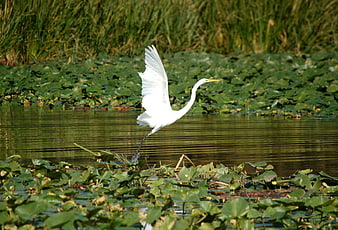 Great Egret Taking Flight Over Lush Green Wetlands