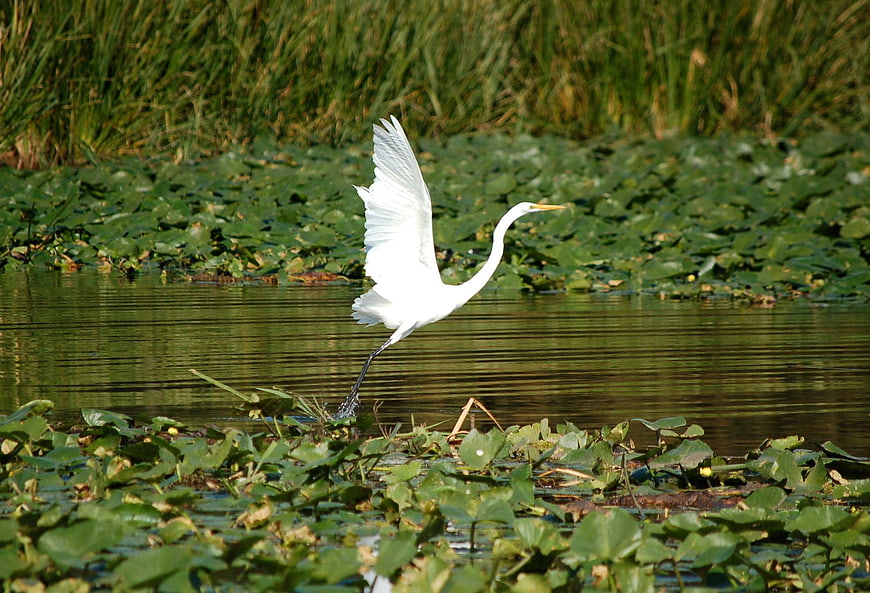 Great Egret Taking Flight Over Lush Green Wetlands