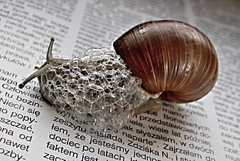 Close-up of a snail covered in bubbles on a newspaper