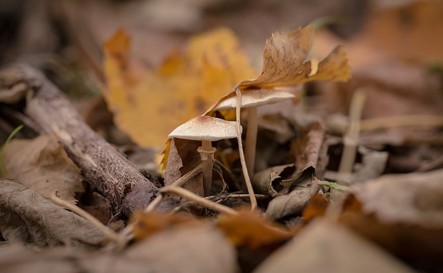 Close-up of small mushrooms growing among autumn leaves