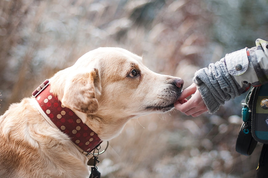 Golden Labrador Sniffing Hand in Winter Forest