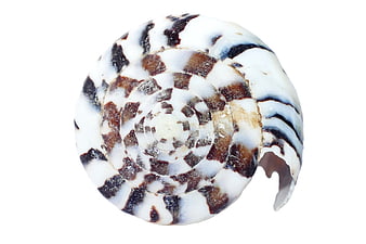 Top View of Patterned Spiral Seashell on White Background
