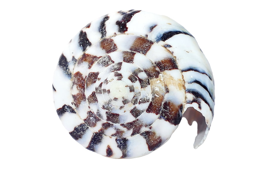 Top View of Patterned Spiral Seashell on White Background