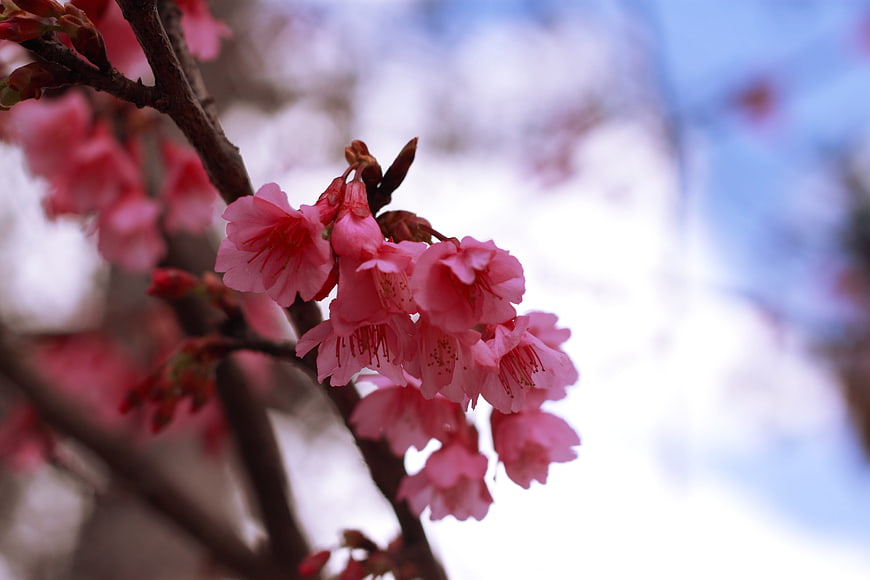 Close-up of pink cherry blossoms on a branch