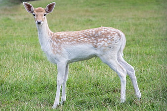Young spotted deer standing in green grass field