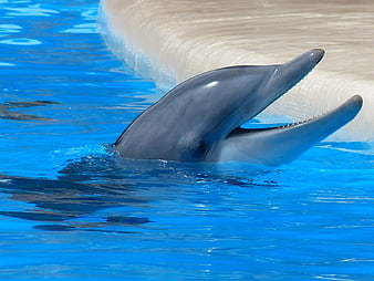Happy Bottlenose Dolphin Smiling in Blue Pool Water