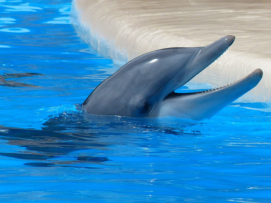 Happy Bottlenose Dolphin Smiling in Blue Pool Water