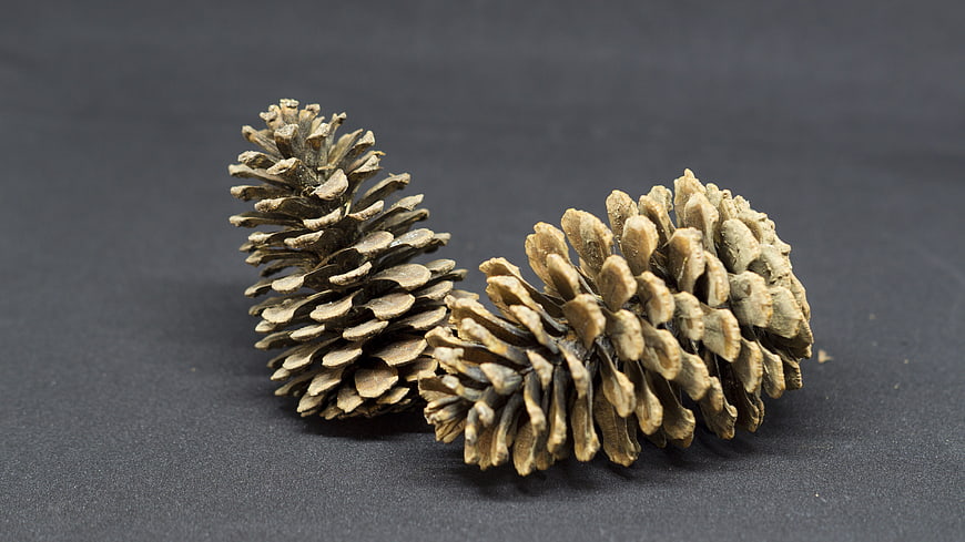 Two pine cones on dark gray background