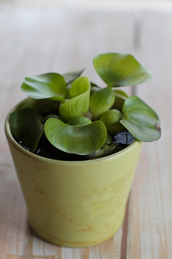Close-up of Water Hyacinth in Yellow Ceramic Pot