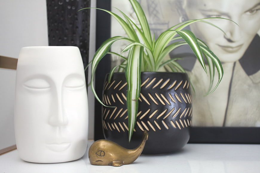 Modern Home Decor with White Face Vase and Spider Plant